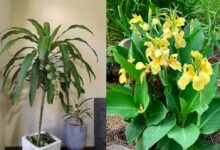 7 Tanaman Hias Daun Panjang Terbaik untuk Mempercantik Rumah Anda Tahun 2025