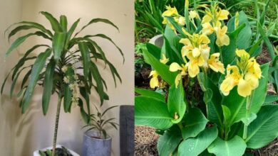 7 Tanaman Hias Daun Panjang Terbaik untuk Mempercantik Rumah Anda Tahun 2025