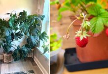 7 Tanaman Hortikultura Terbaik yang Cocok Ditanam di Rumah untuk Pemula dan Ahli