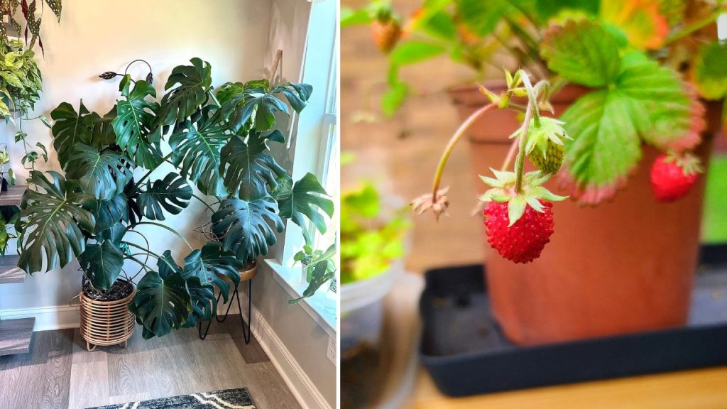 7 Tanaman Hortikultura Terbaik yang Cocok Ditanam di Rumah untuk Pemula dan Ahli