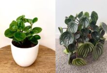 7 Varian Peperomia Populer yang Memikat dan Praktis untuk Dekorasi Rumah
