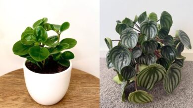 7 Varian Peperomia Populer yang Memikat dan Praktis untuk Dekorasi Rumah