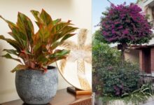8 Pilihan Tanaman Mudah Dicangkok untuk Ditanam Sendiri di Rumah Tapi Hasil Maksimal
