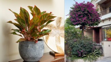 8 Pilihan Tanaman Mudah Dicangkok untuk Ditanam Sendiri di Rumah Tapi Hasil Maksimal