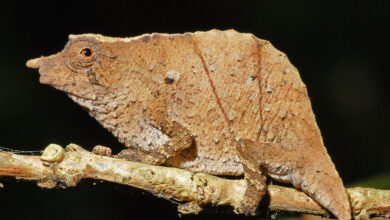 8 Spesies Hewan Baru yang Ditemukan: Dari Reptil hingga Amfibi Menarik!