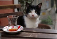 9 Rekomendasi Film 80 Menitan yang Wajib Ditonton, Singkat tapi Penuh Makna