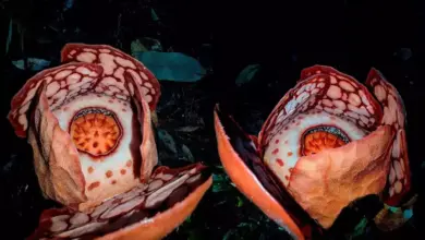 Alasan di Balik Usulan Pergantian Nama Bunga Rafflesia Hasseltii yang Langka