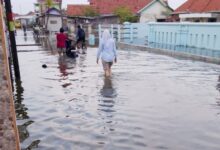 Banjir Rob Rendam Ribuan Rumah di Tiga Desa Losari, Brebes Jawa Tengah