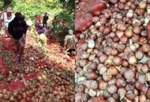 Bawang Bombay Dijual Rp5.000 per Buah, 7 Potret Serbuan Warga Batam Rebutan Stok Melimpah