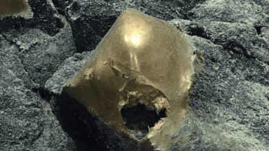 Bola Emas Misterius Ditemukan di Dasar Laut Alaska, Ilmuwan Masih Bingung Meneliti
