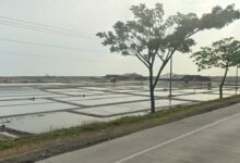 Curah Hujan Tinggi Picu Penurunan Produksi Garam di Pantura Jateng, Harga Melonjak 100%