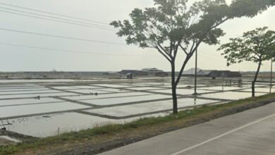 Curah Hujan Tinggi Picu Penurunan Produksi Garam di Pantura Jateng, Harga Melonjak 100%