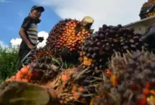 Fungsi Hutan yang Sulit Tergantikan oleh Perkebunan Kelapa Sawit: Apa Penyebabnya?
