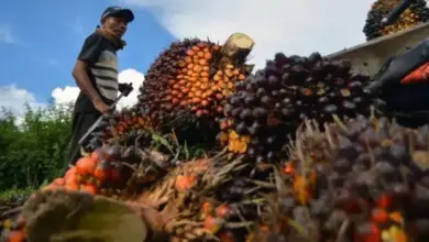Fungsi Hutan yang Sulit Tergantikan oleh Perkebunan Kelapa Sawit: Apa Penyebabnya?