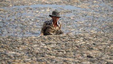 Gelombang Panas Ekstrem Ancaman Baru Pekerja Dunia, Ini Cara Menghadapinya