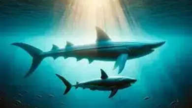 Hiu Raksasa Purba 8 Meter Penguasa Laut Sebelum Megalodon: Fakta dan Penemuan Terbaru