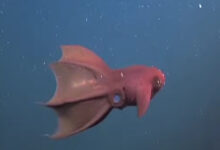 Hubungan Evolusi Cumi dan Gurita: Fakta Ilmiah yang Mengungkap Asal Usul Mereka