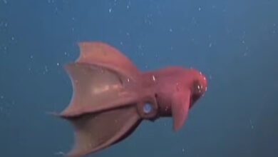 Hubungan Evolusi Cumi dan Gurita: Fakta Ilmiah yang Mengungkap Asal Usul Mereka