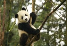 Hubungan Memburuk, Panda Kembar di Jepang Kembali Dipulangkan ke China secara Resmi