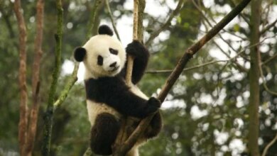 Hubungan Memburuk, Panda Kembar di Jepang Kembali Dipulangkan ke China secara Resmi