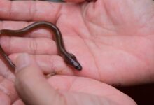 Ikan Sidat, Harta Karun Gizi Indonesia: Rahasia Nutrisi Tinggi dalam Susu Flyon