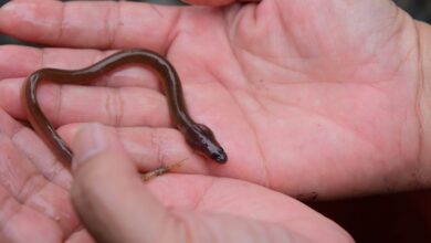 Ikan Sidat, Harta Karun Gizi Indonesia: Rahasia Nutrisi Tinggi dalam Susu Flyon