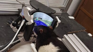 Inovasi Neuroengineer: Tikus Latih Diri Main Doom dengan Kemampuan Tembak Musuh dalam Simulasi VR AMOLED