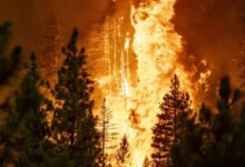 Kebakaran Hutan Hebat di Australia Timur: Belasan Rumah Hangus dan Evakuasi Warga