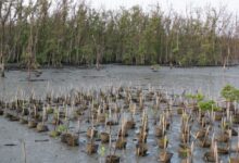 Ketika Niat Baik Merusak Alam: Pelajaran dari Gagalnya Restorasi Mangrove di Filipina