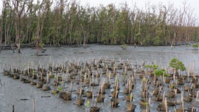 Ketika Niat Baik Merusak Alam: Pelajaran dari Gagalnya Restorasi Mangrove di Filipina