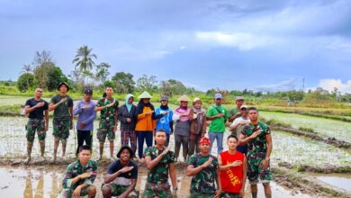 Kolaborasi Yonif 808/MM, Tim Ekspedisi Patriot dan Poktan Mandala 2 Atasi Gagal Panen Berulang