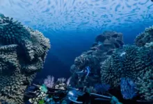 Layak Dicoba: 6 Spot Snorkeling Terbaik di Anyer untuk Pengalaman Bawah Laut Seru