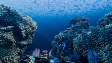 Layak Dicoba: 6 Spot Snorkeling Terbaik di Anyer untuk Pengalaman Bawah Laut Seru