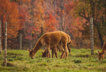 Lebih Cepat dari Manusia, Begini Cara Hewan Mengenali Tanda Gempa Bumi Secara Alami