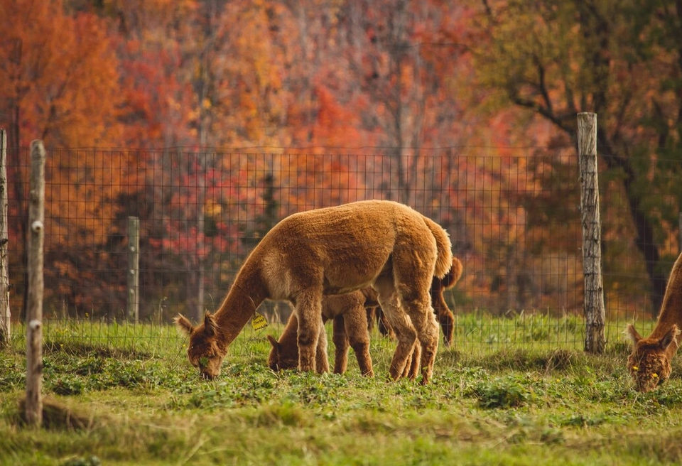 Lebih Cepat dari Manusia, Begini Cara Hewan Mengenali Tanda Gempa Bumi Secara Alami