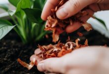 Manfaat Kulit Bawang Merah untuk Tanaman dan Panduan Cara Menggunakannya Secara Efektif