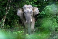 Mengapa Gajah Krusial untuk Kelestarian Hutan? Fakta dan Peran Ekosistem yang Vital