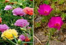 Mengenal 5 Varian Bunga Krokot Cantik Beserta Sifat Uniknya untuk Hiasan Rumah