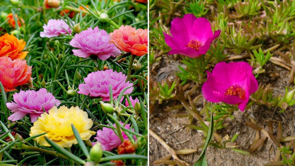 Mengenal 5 Varian Bunga Krokot Cantik Beserta Sifat Uniknya untuk Hiasan Rumah