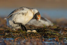 Mengenal Hooded Grebe, Burung Air Langka dengan Habitat Terbatas di Wilayah Dingin