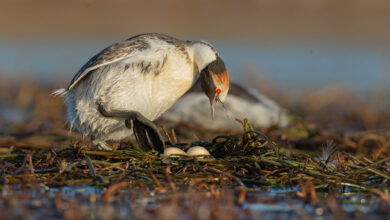 Mengenal Hooded Grebe, Burung Air Langka dengan Habitat Terbatas di Wilayah Dingin