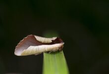 Mengenal Uropyia Meticulodina, Ngengat yang Ahli Berkamuflase dengan Canggih