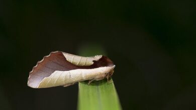 Mengenal Uropyia Meticulodina, Ngengat yang Ahli Berkamuflase dengan Canggih