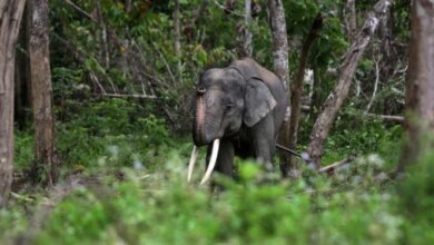 Menhut Tinjau Penyelamatan Gajah di Bentang Seblat untuk Lindungi Satwa Langka