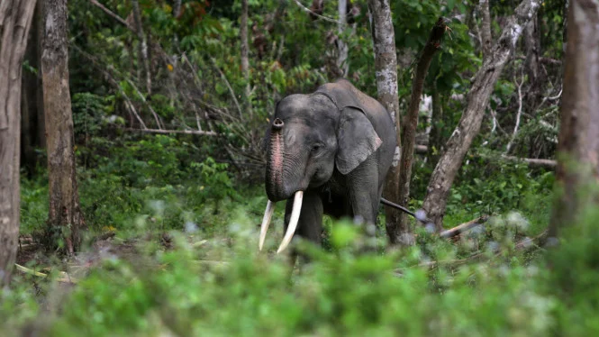 Menhut Tinjau Penyelamatan Gajah di Bentang Seblat untuk Lindungi Satwa Langka