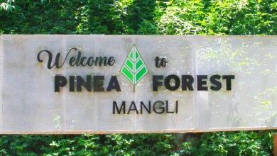 Menikmati Liburan Asyik di Hutan Pinus Pinea Forest dengan Beragam Aktivitas Seru