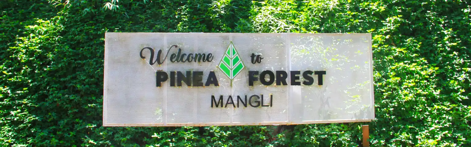 Menikmati Liburan Asyik di Hutan Pinus Pinea Forest dengan Beragam Aktivitas Seru
