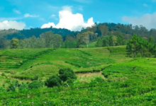 Menjelajah Keindahan Riung Gunung Pangalengan, Surga Tersembunyi di Balik Rimbunnya Kebun Teh