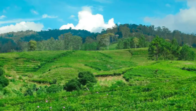 Menjelajah Keindahan Riung Gunung Pangalengan, Surga Tersembunyi di Balik Rimbunnya Kebun Teh