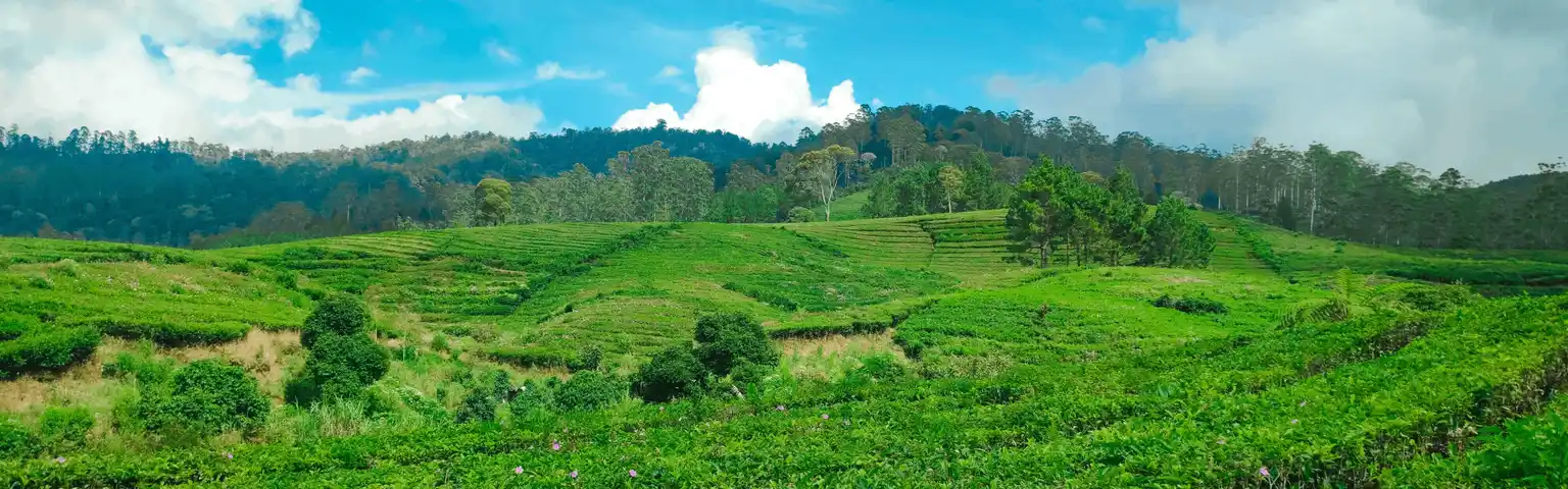 Menjelajah Keindahan Riung Gunung Pangalengan, Surga Tersembunyi di Balik Rimbunnya Kebun Teh
